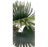 Planta Artificial, Planta... 2