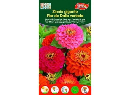 Eurogarden - Semillas de Flores Zinia...