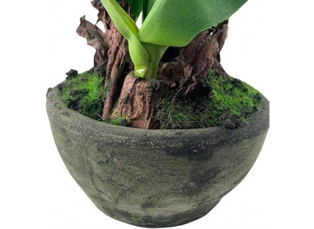 Planta, Flor Artificial Clivia Blanca...